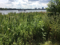 Biotop an der Alster