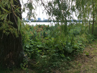 Biotop an der Alster